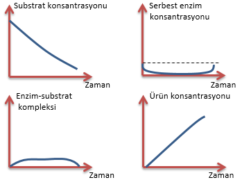 Substrat-enzim-ürün konsatrasyonu